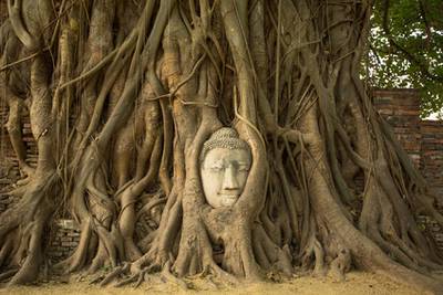 Buddhismus Buddahkopf im Baum