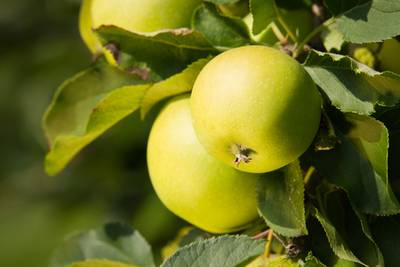 Kalender Wandel der Natur Apfel am Baum