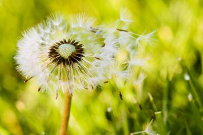 Kalender Pusteblume